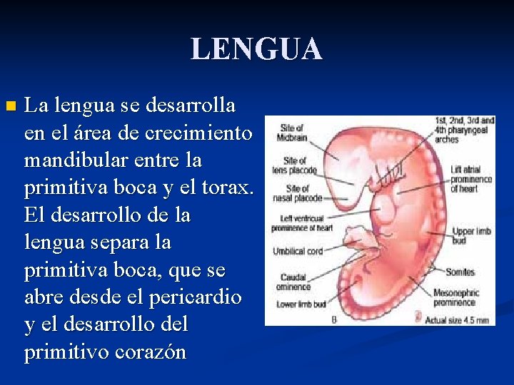 LENGUA n La lengua se desarrolla en el área de crecimiento mandibular entre la