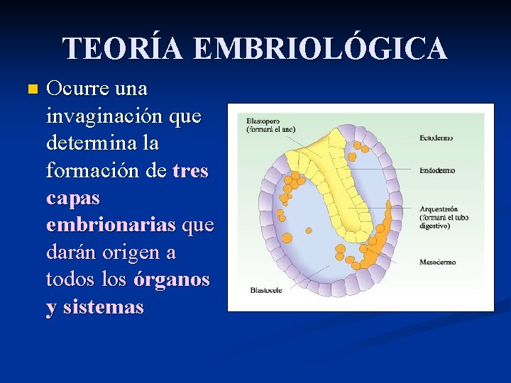 TEORÍA EMBRIOLÓGICA n Ocurre una invaginación que determina la formación de tres capas embrionarias