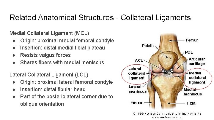 Related Anatomical Structures - Collateral Ligaments Medial Collateral Ligament (MCL) ● Origin: proximal medial