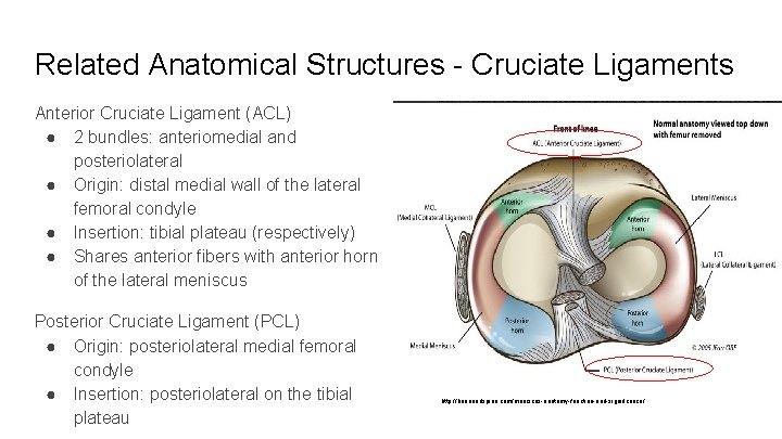 Related Anatomical Structures - Cruciate Ligaments Anterior Cruciate Ligament (ACL) ● 2 bundles: anteriomedial