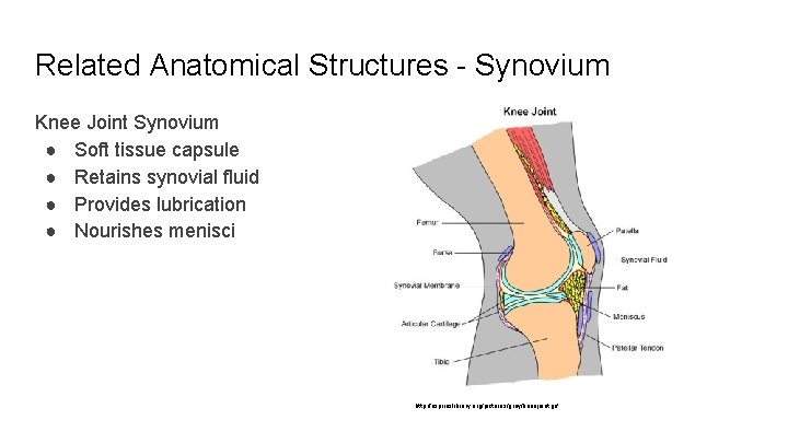 Related Anatomical Structures - Synovium Knee Joint Synovium ● Soft tissue capsule ● Retains