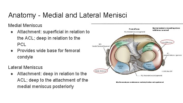 Anatomy - Medial and Lateral Menisci Medial Meniscus ● Attachment: superficial in relation to