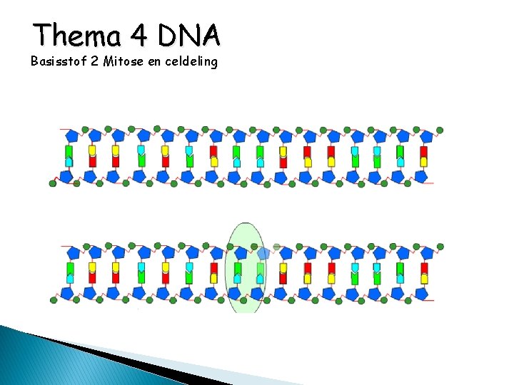 Thema 4 DNA Basisstof 2 Mitose en celdeling 