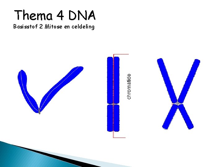 Thema 4 DNA Basisstof 2 Mitose en celdeling 