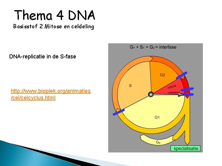 Thema 4 DNA Basisstof 2 Mitose en celdeling DNA-replicatie in de S-fase http: //www.