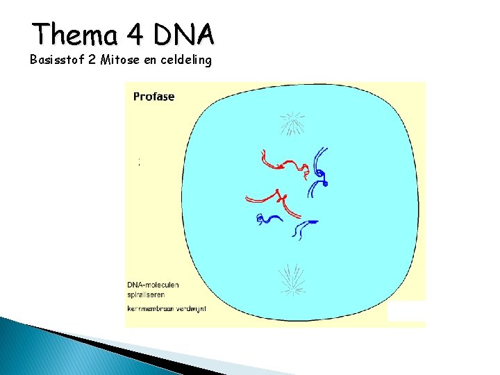 Thema 4 DNA Basisstof 2 Mitose en celdeling 