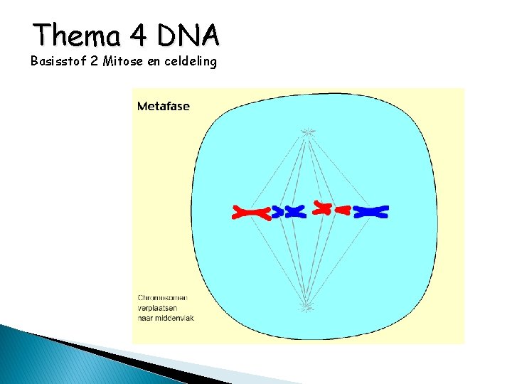 Thema 4 DNA Basisstof 2 Mitose en celdeling 