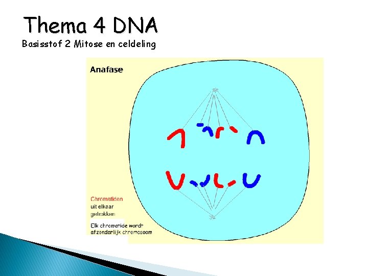 Thema 4 DNA Basisstof 2 Mitose en celdeling 