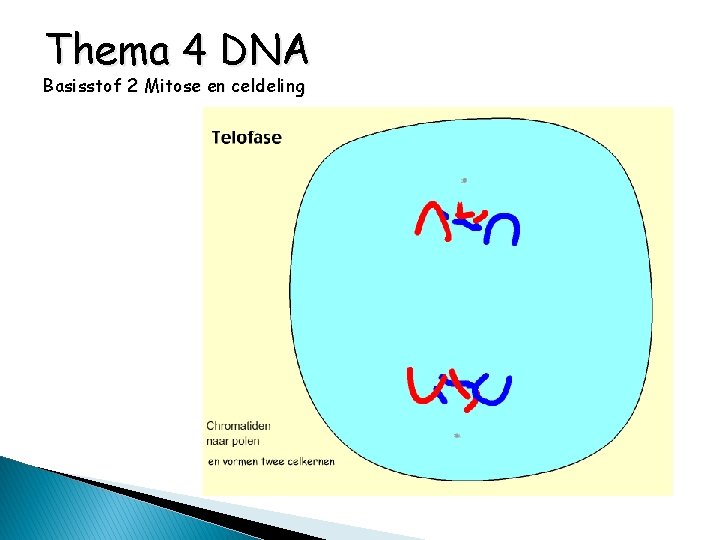 Thema 4 DNA Basisstof 2 Mitose en celdeling 