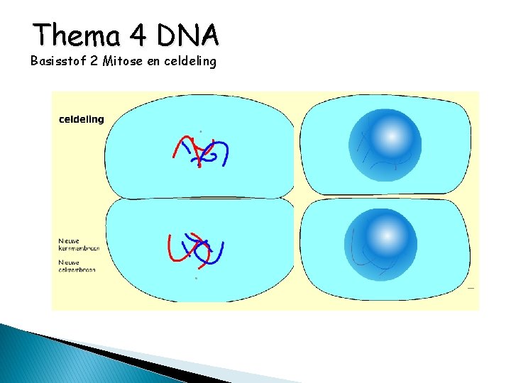 Thema 4 DNA Basisstof 2 Mitose en celdeling 