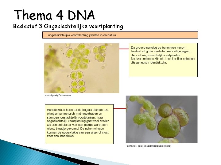 Thema 4 DNA Basisstof 3 Ongeslachtelijke voortplanting 