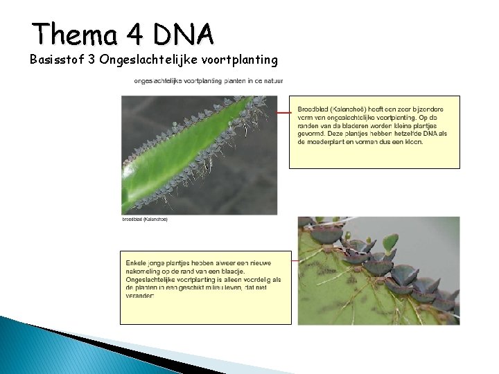 Thema 4 DNA Basisstof 3 Ongeslachtelijke voortplanting 