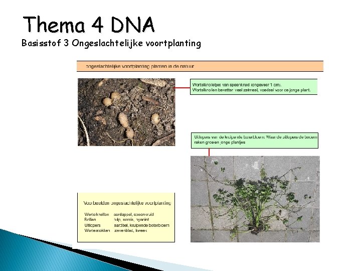 Thema 4 DNA Basisstof 3 Ongeslachtelijke voortplanting 