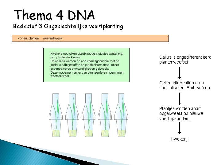 Thema 4 DNA Basisstof 3 Ongeslachtelijke voortplanting Callus is ongedifferentieerd plantenweefsel Cellen differentiëren en