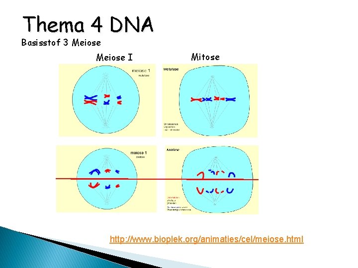 Thema 4 DNA Basisstof 3 Meiose I Mitose http: //www. bioplek. org/animaties/cel/meiose. html 