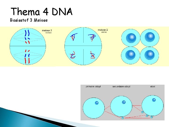 Thema 4 DNA Basisstof 3 Meiose 