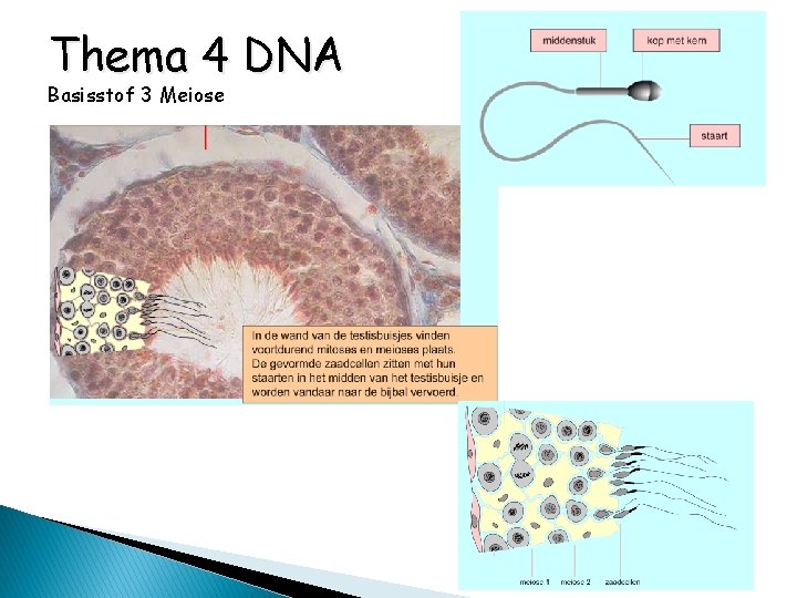 Thema 4 DNA Basisstof 3 Meiose 