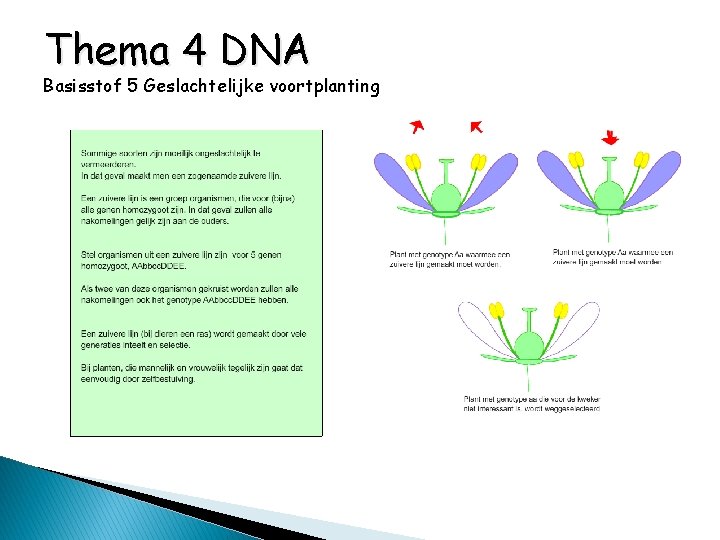 Thema 4 DNA Basisstof 5 Geslachtelijke voortplanting 