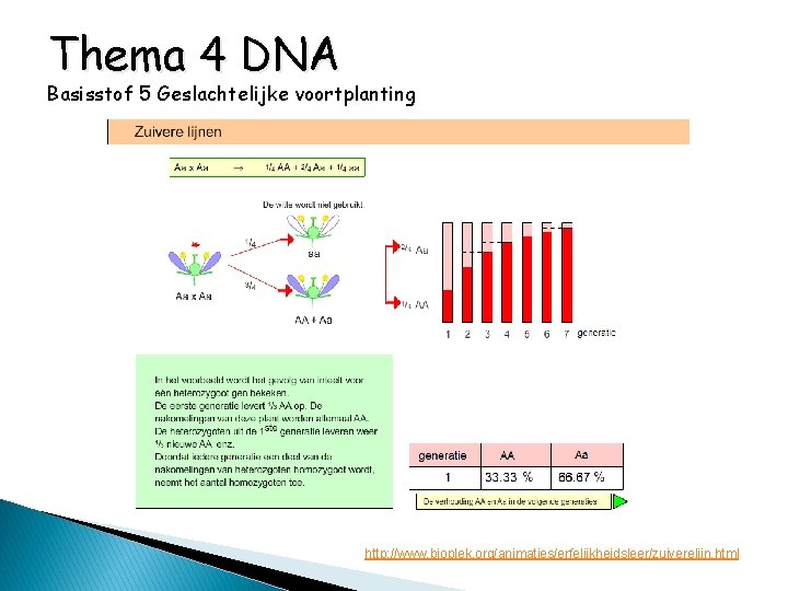 Thema 4 DNA Basisstof 5 Geslachtelijke voortplanting http: //www. bioplek. org/animaties/erfelijkheidsleer/zuiverelijn. html 