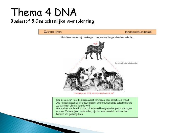 Thema 4 DNA Basisstof 5 Geslachtelijke voortplanting 