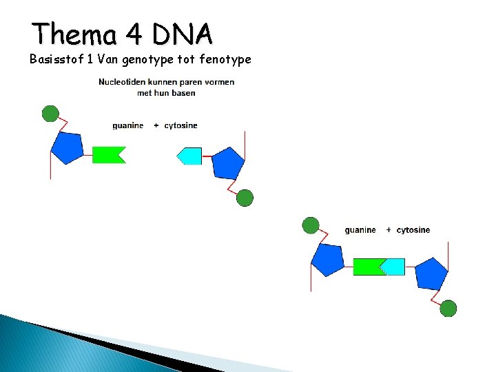 Thema 4 DNA Basisstof 1 Van genotype tot fenotype 