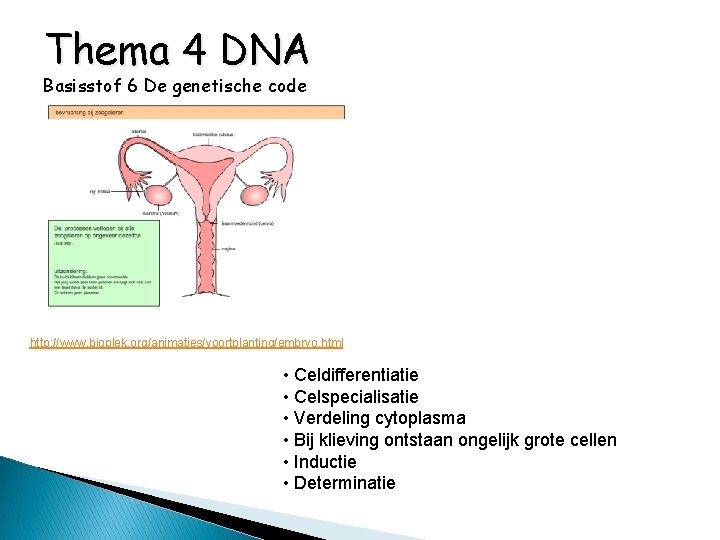 Thema 4 DNA Basisstof 6 De genetische code http: //www. bioplek. org/animaties/voortplanting/embryo. html •