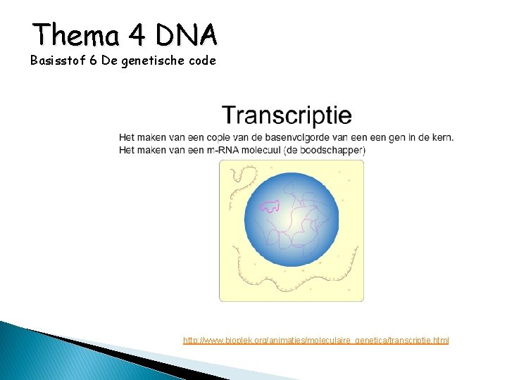 Thema 4 DNA Basisstof 6 De genetische code http: //www. bioplek. org/animaties/moleculaire_genetica/transcriptie. html 