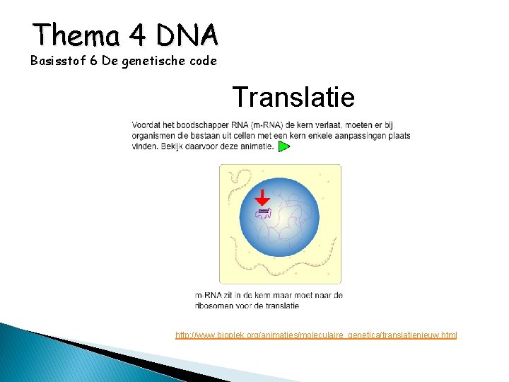 Thema 4 DNA Basisstof 6 De genetische code Translatie http: //www. bioplek. org/animaties/moleculaire_genetica/translatienieuw. html