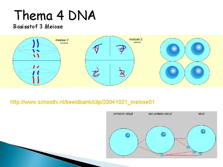 Thema 4 DNA Basisstof 3 Meiose http: //www. schooltv. nl/beeldbank/clip/20041021_meiose 01 