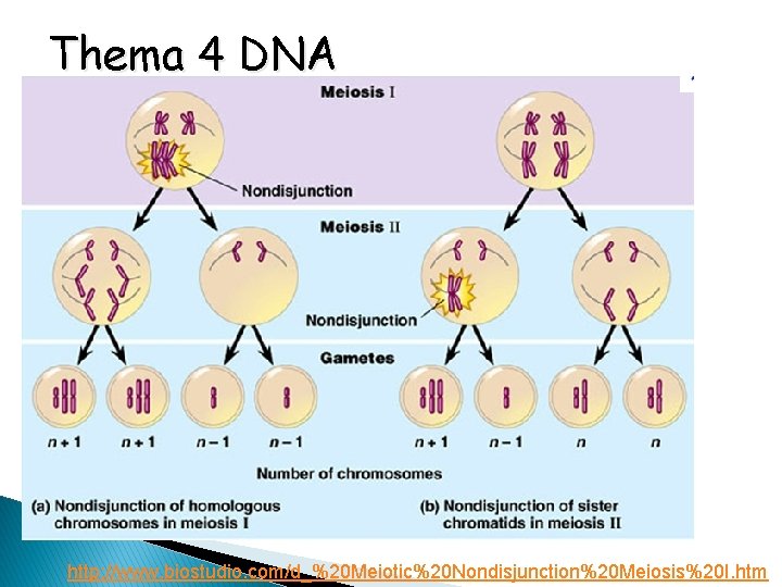 Thema 4 DNA http: //www. biostudio. com/d_%20 Meiotic%20 Nondisjunction%20 Meiosis%20 I. htm 