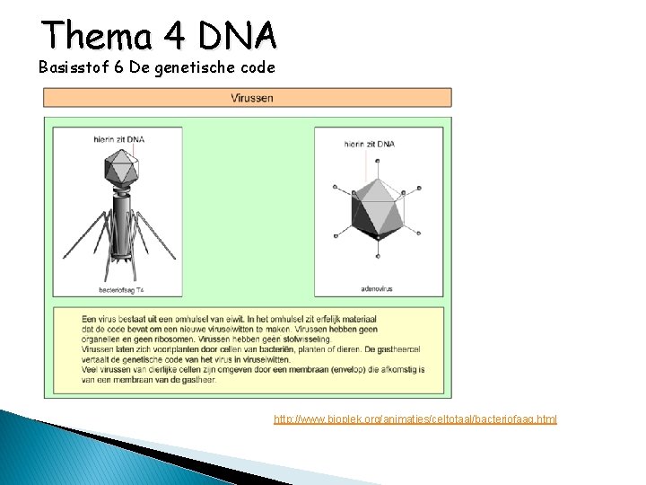 Thema 4 DNA Basisstof 6 De genetische code http: //www. bioplek. org/animaties/celtotaal/bacteriofaag. html 