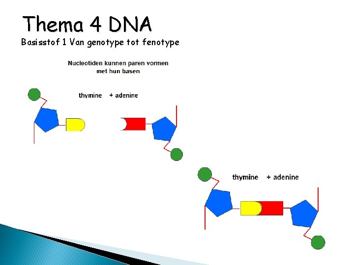 Thema 4 DNA Basisstof 1 Van genotype tot fenotype 