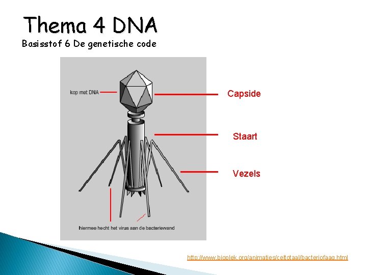 Thema 4 DNA Basisstof 6 De genetische code Capside Staart Vezels http: //www. bioplek.