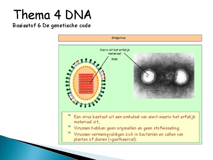 Thema 4 DNA Basisstof 6 De genetische code Een virus bestaat uit een omhulsel