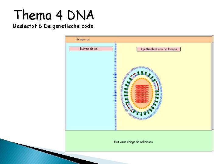 Thema 4 DNA Basisstof 6 De genetische code 