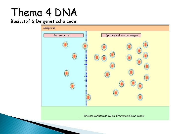 Thema 4 DNA Basisstof 6 De genetische code 