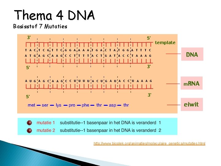 Thema 4 DNA Basisstof 7 Mutaties http: //www. bioplek. org/animaties/moleculaire_genetica/mutaties. html 