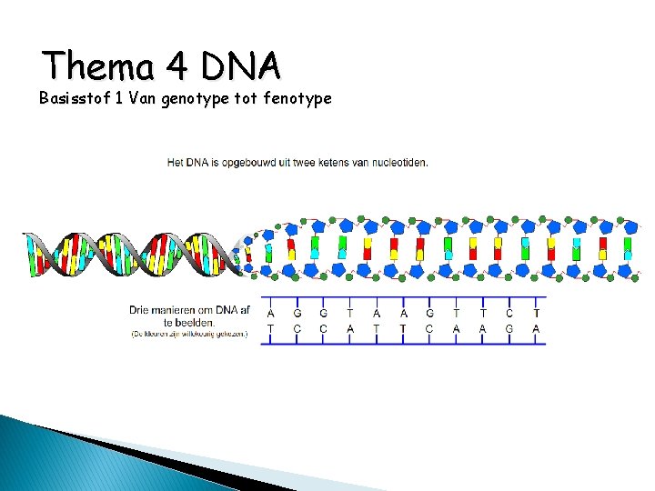 Thema 4 DNA Basisstof 1 Van genotype tot fenotype 