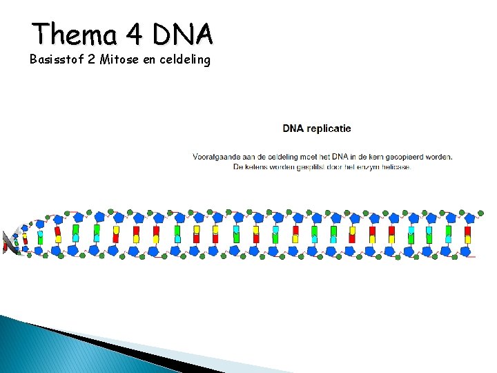 Thema 4 DNA Basisstof 2 Mitose en celdeling 