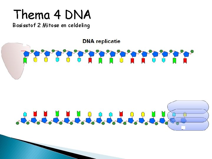 Thema 4 DNA Basisstof 2 Mitose en celdeling 