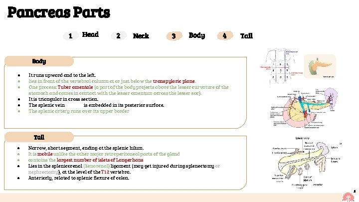 Pancreas Parts 1 Head 2 Neck 3 Body 4 Tail Body ● ● ●