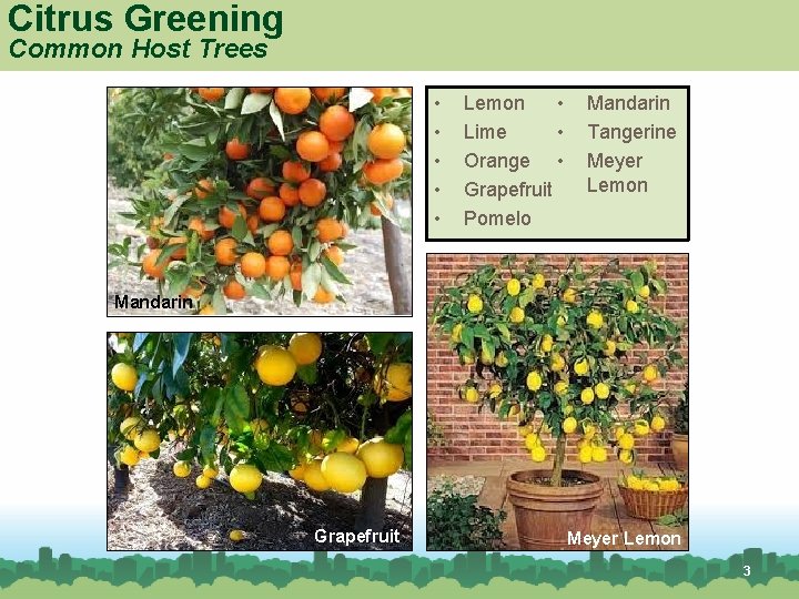 Citrus Greening Common Host Trees • • • Lemon • Lime Orange • Grapefruit