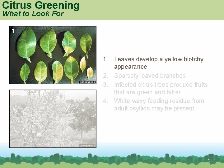 Citrus Greening What to Look For 1 2 1. Leaves develop a yellow blotchy