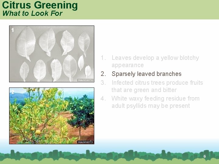 Citrus Greening What to Look For 1 2 1. Leaves develop a yellow blotchy