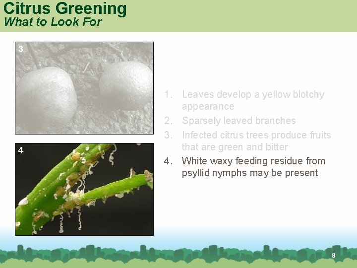 Citrus Greening What to Look For 3 4 1. Leaves develop a yellow blotchy