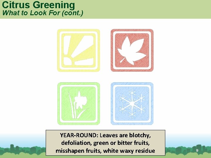 Citrus Greening What to Look For (cont. ) YEAR-ROUND: Leaves are blotchy, defoliation, green