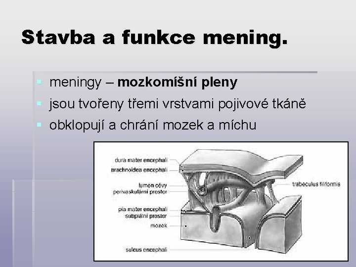 Stavba a funkce mening. § meningy – mozkomíšní pleny § jsou tvořeny třemi vrstvami