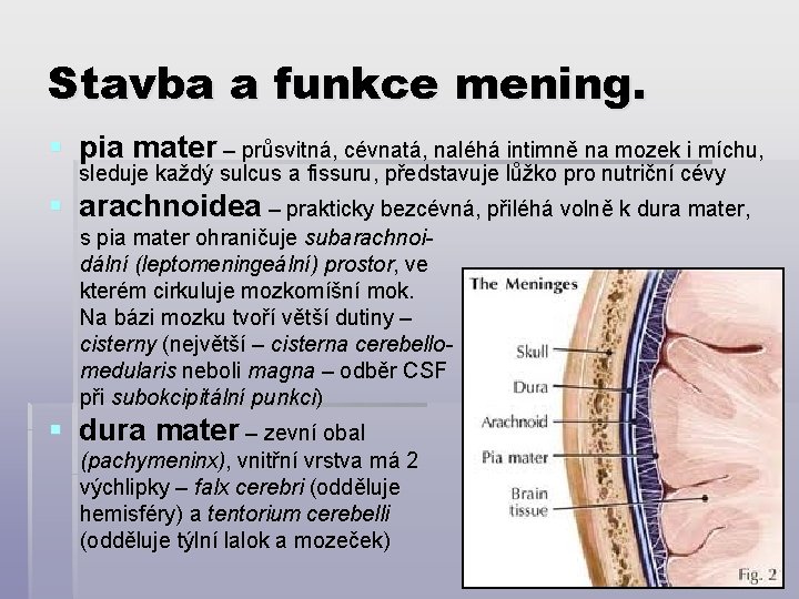 Stavba a funkce mening. § pia mater – průsvitná, cévnatá, naléhá intimně na mozek