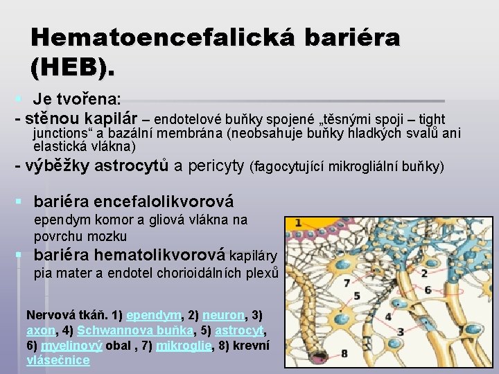 Hematoencefalická bariéra (HEB). § Je tvořena: - stěnou kapilár – endotelové buňky spojené „těsnými