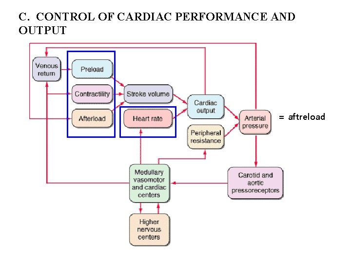 C. CONTROL OF CARDIAC PERFORMANCE AND OUTPUT = aftreload 